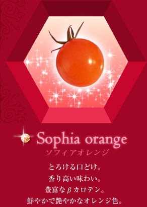ソフィアオレンジ